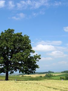 Preview wallpaper tree, krone, field, people, economy