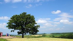 Preview wallpaper tree, krone, field, people, economy