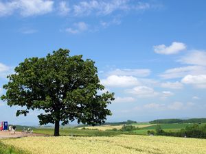 Preview wallpaper tree, krone, field, people, economy