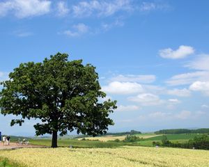 Preview wallpaper tree, krone, field, people, economy