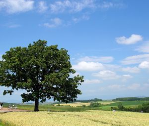 Preview wallpaper tree, krone, field, people, economy