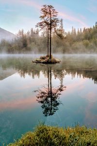 Preview wallpaper tree, lake, branches, grass