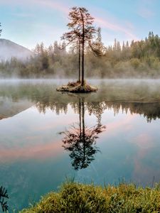 Preview wallpaper tree, lake, branches, grass