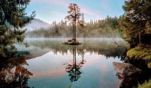 Preview wallpaper tree, lake, branches, grass