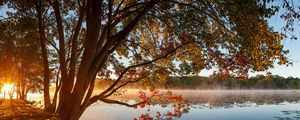 Preview wallpaper tree, lake, grass, reflection