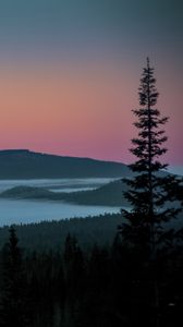 Preview wallpaper tree, lake, hills, silhouettes, night