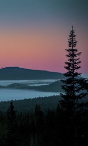 Preview wallpaper tree, lake, hills, silhouettes, night