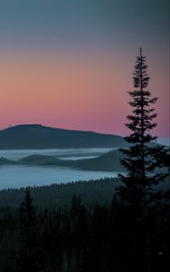 Preview wallpaper tree, lake, hills, silhouettes, night