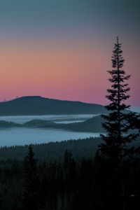 Preview wallpaper tree, lake, hills, silhouettes, night