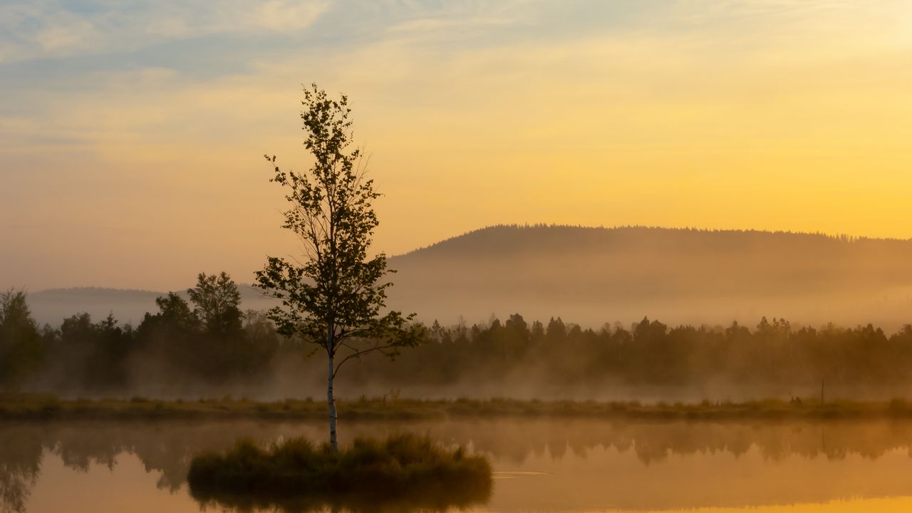 Wallpaper tree, lake, mist, sunrise