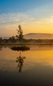 Preview wallpaper tree, lake, mist, sunrise