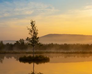 Preview wallpaper tree, lake, mist, sunrise