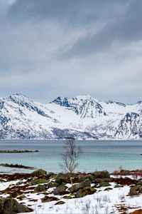 Preview wallpaper tree, lake, mountain, snow, winter