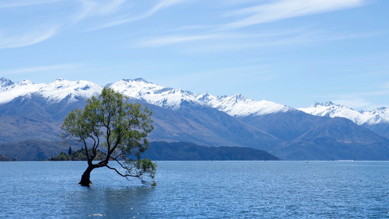 Wallpaper tree, lake, mountains, wanaka, new zealand