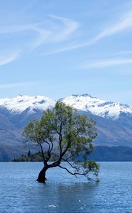 Preview wallpaper tree, lake, mountains, wanaka, new zealand