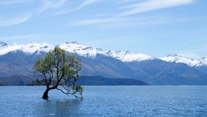 Preview wallpaper tree, lake, mountains, wanaka, new zealand