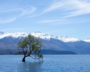 Preview wallpaper tree, lake, mountains, wanaka, new zealand