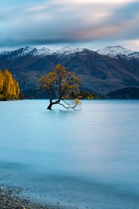 Preview wallpaper tree, lake, mountains, peaks, snow, snowy