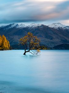 Preview wallpaper tree, lake, mountains, peaks, snow, snowy