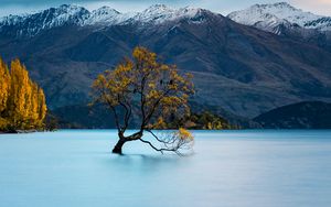 Preview wallpaper tree, lake, mountains, peaks, snow, snowy