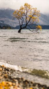 Preview wallpaper tree, lake, mountains, fog, clouds