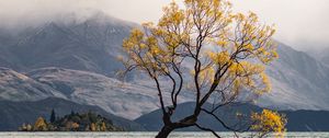 Preview wallpaper tree, lake, mountains, fog, clouds
