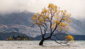 Preview wallpaper tree, lake, mountains, fog, clouds