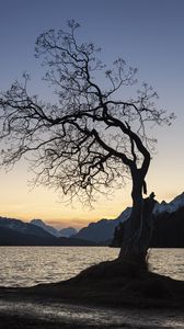Preview wallpaper tree, lake, mountains, dusk