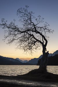 Preview wallpaper tree, lake, mountains, dusk