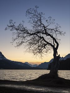 Preview wallpaper tree, lake, mountains, dusk