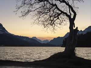 Preview wallpaper tree, lake, mountains, dusk