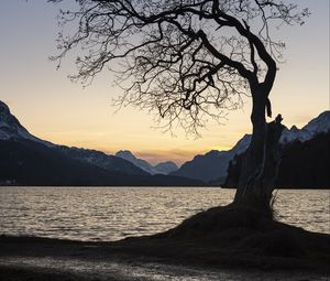 Preview wallpaper tree, lake, mountains, dusk