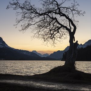 Preview wallpaper tree, lake, mountains, dusk