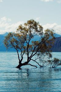 Preview wallpaper tree, lake, mountains, nature, landscape