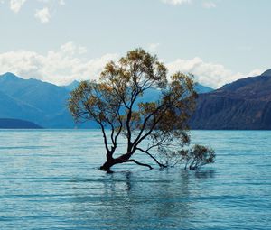 Preview wallpaper tree, lake, mountains, nature, landscape