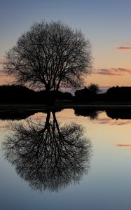 Preview wallpaper tree, lake, reflection, dusk, dark