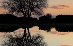 Preview wallpaper tree, lake, reflection, dusk, dark