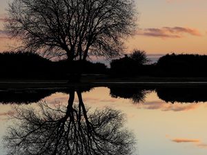 Preview wallpaper tree, lake, reflection, dusk, dark