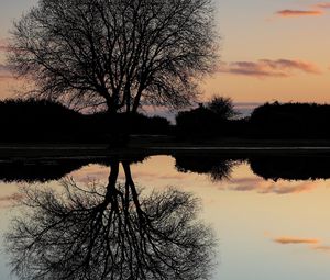Preview wallpaper tree, lake, reflection, dusk, dark