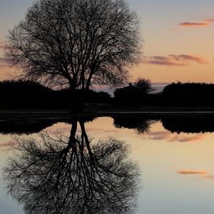 Preview wallpaper tree, lake, reflection, dusk, dark