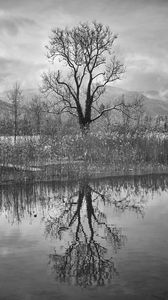 Preview wallpaper tree, lake, snow, reflection, bw