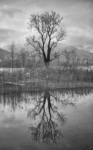 Preview wallpaper tree, lake, snow, reflection, bw