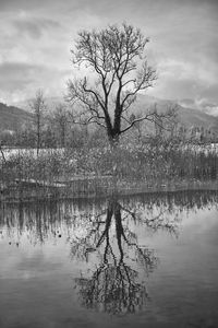 Preview wallpaper tree, lake, snow, reflection, bw