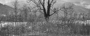 Preview wallpaper tree, lake, snow, reflection, bw