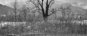 Preview wallpaper tree, lake, snow, reflection, bw