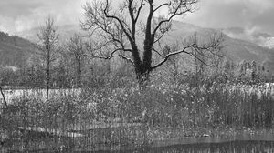 Preview wallpaper tree, lake, snow, reflection, bw