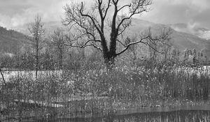 Preview wallpaper tree, lake, snow, reflection, bw