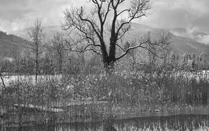 Preview wallpaper tree, lake, snow, reflection, bw