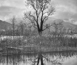 Preview wallpaper tree, lake, snow, reflection, bw