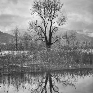 Preview wallpaper tree, lake, snow, reflection, bw